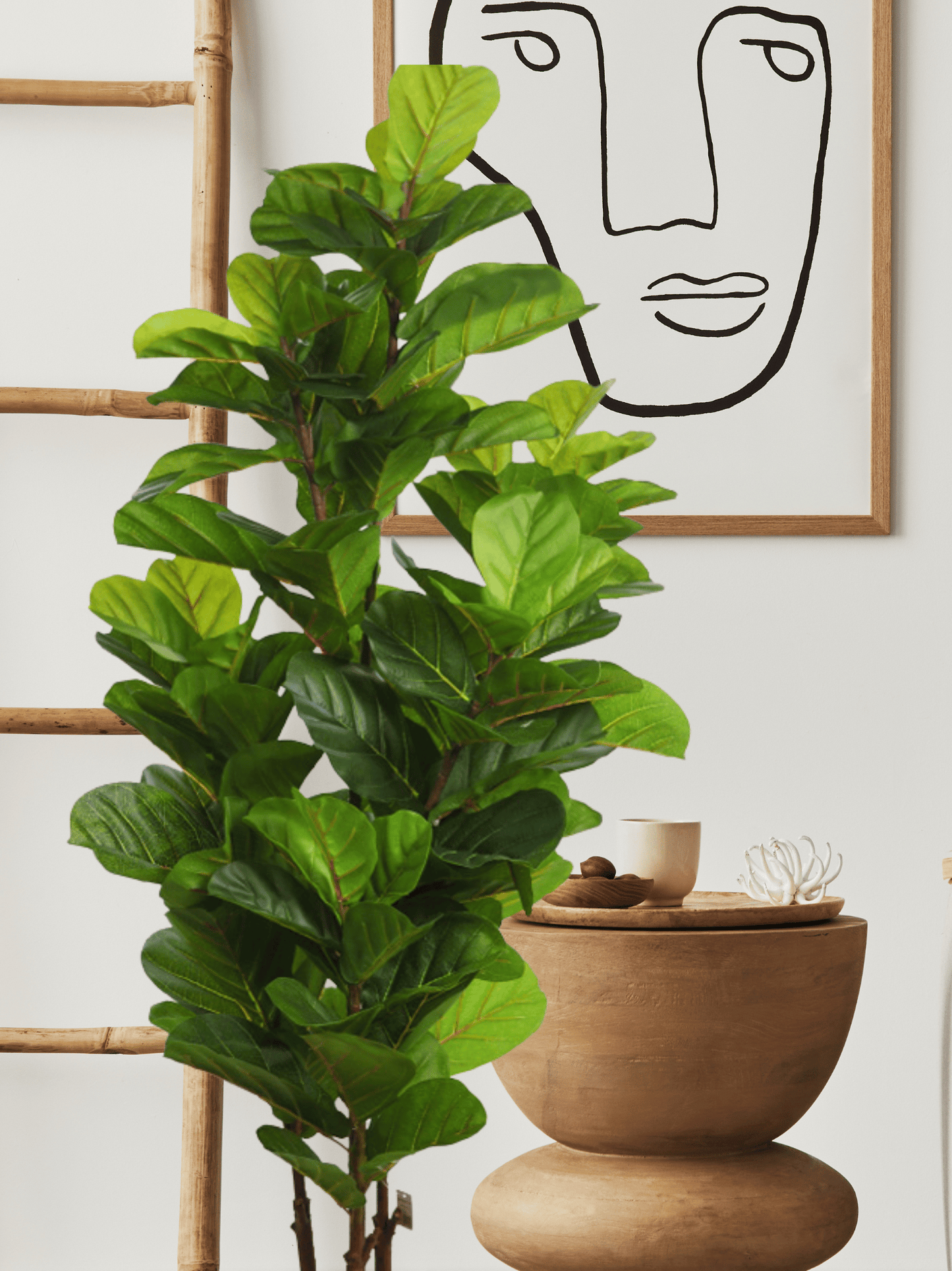 UV - Ficus Lyrata 145 cm