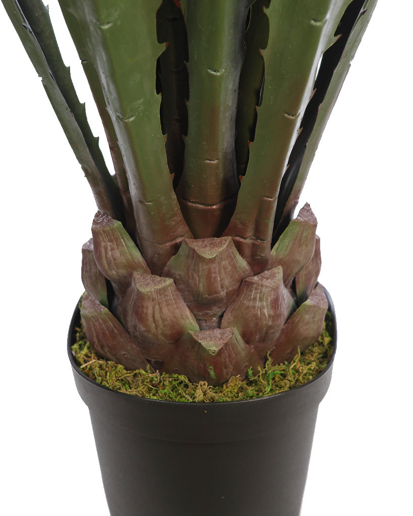 UV - Agave 125cm