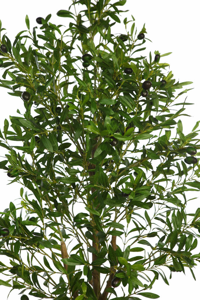 UV - Olive Tree 170cm