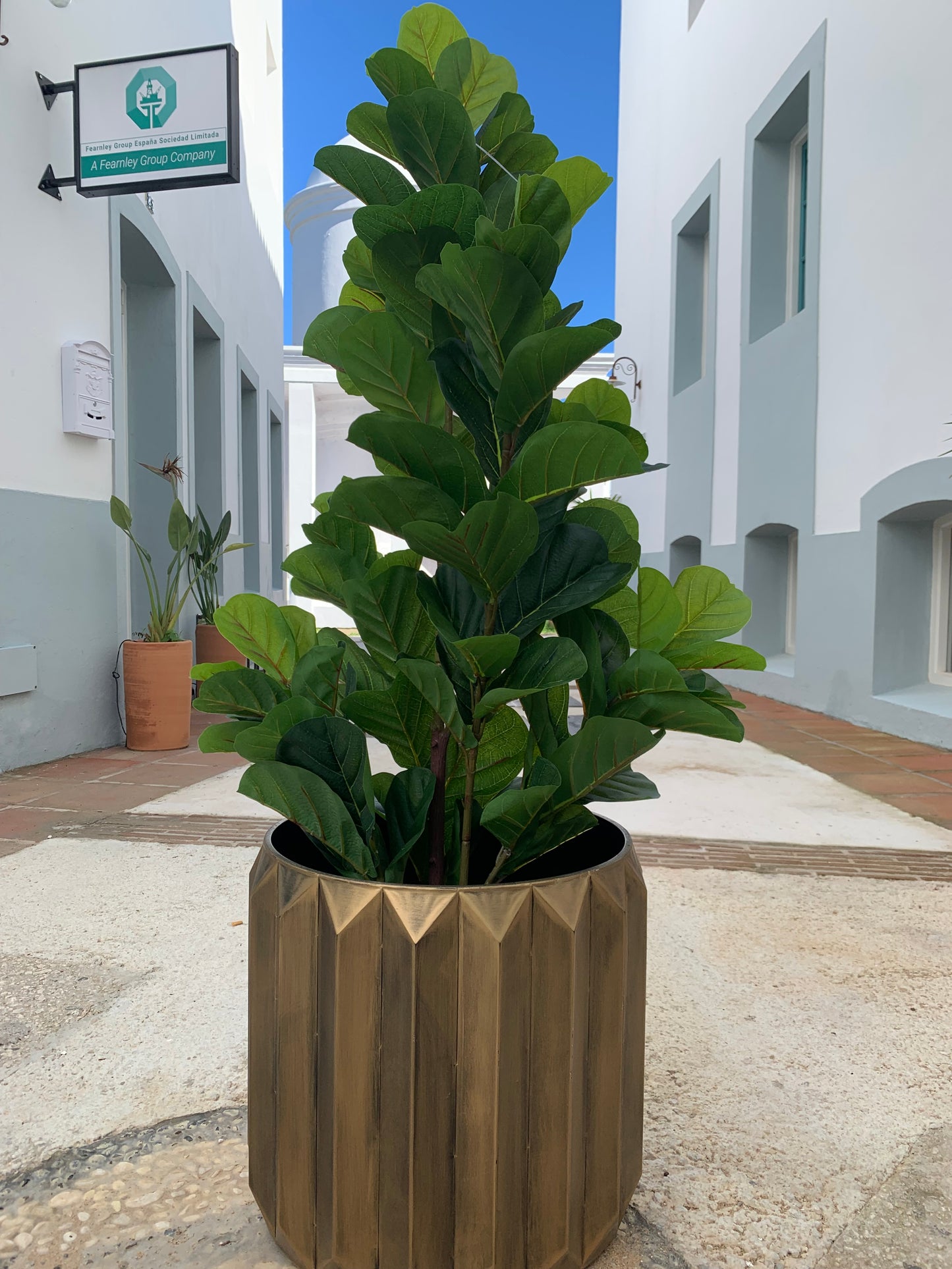 UV - Ficus Lyrata 145 cm