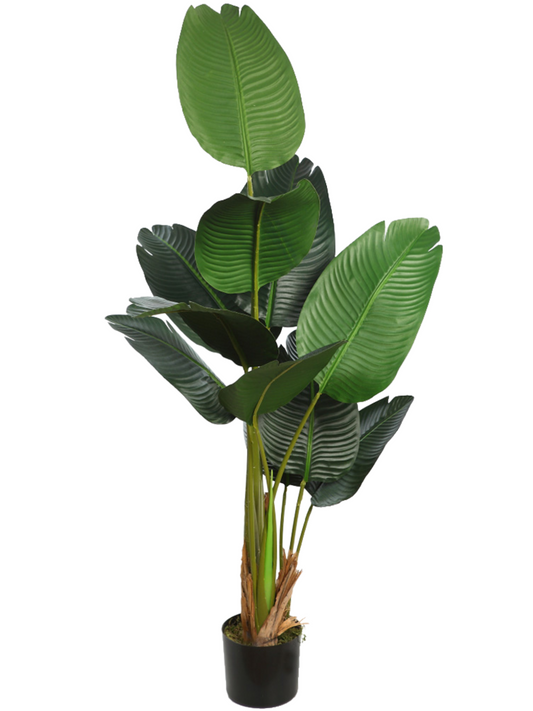 Banana Tree 140 cm