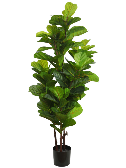 UV - Ficus Lyrata 145 cm