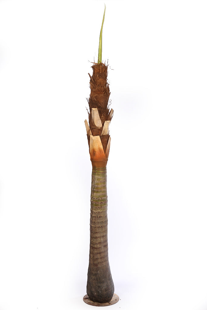 UV Coconut Palm Tree 280cm