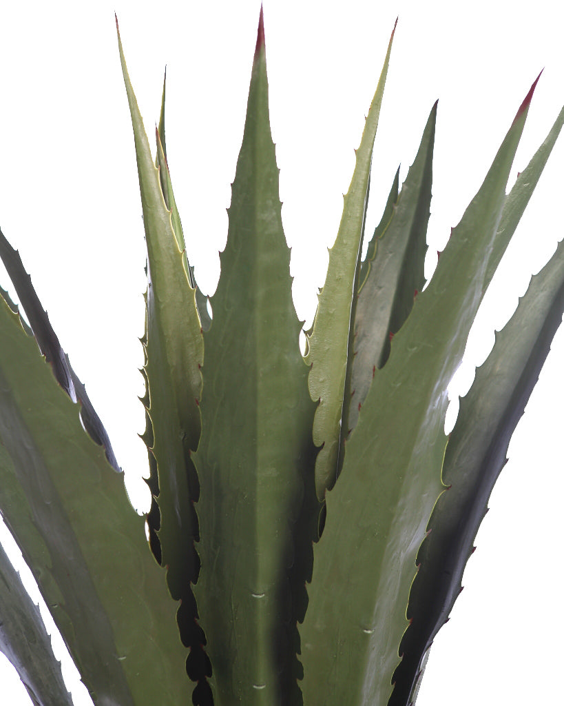 UV - Agave 105cm