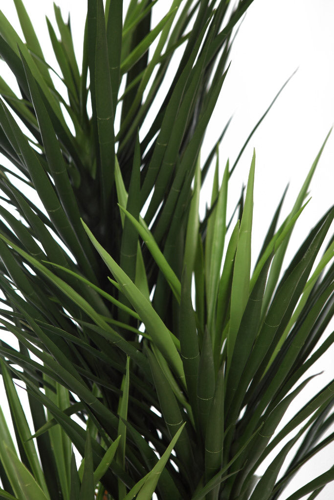 UV - Yucca 150cm