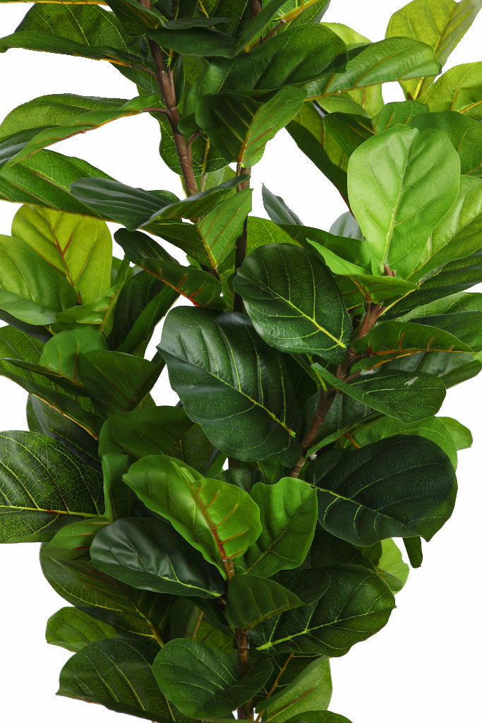 UV - Ficus Lyrata 145 cm