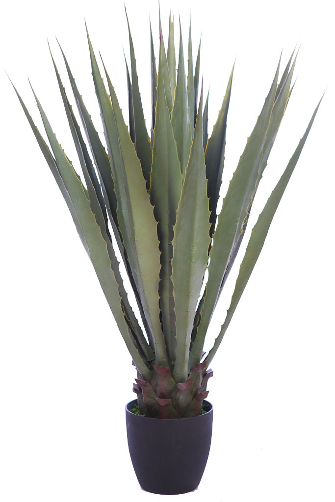 UV - Agave 105cm