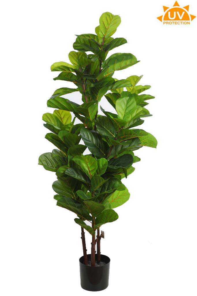 UV - Ficus Lyrata 145 cm